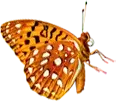 Decorative butterfly