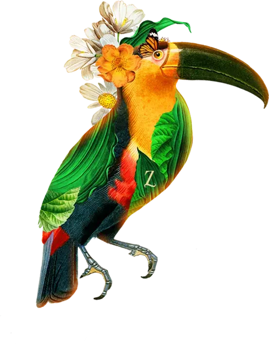 Toucan