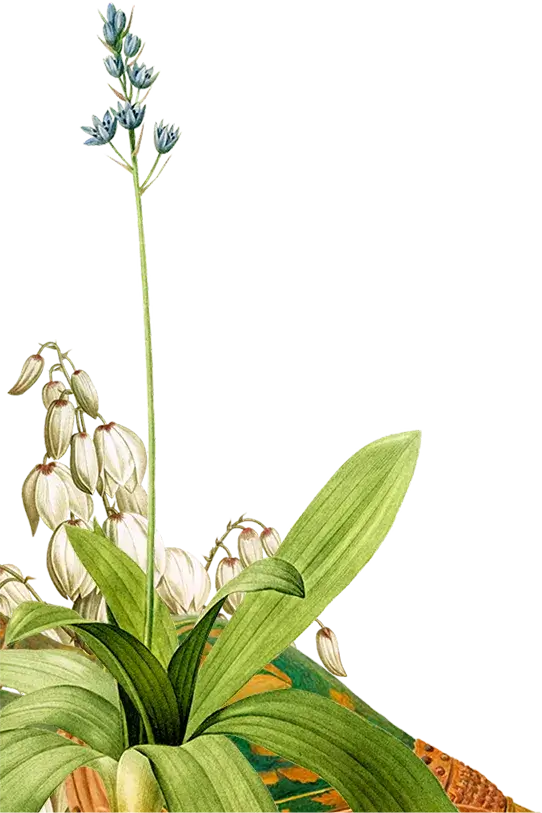 Front left decoration